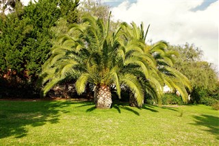 2016 - Palm Tree